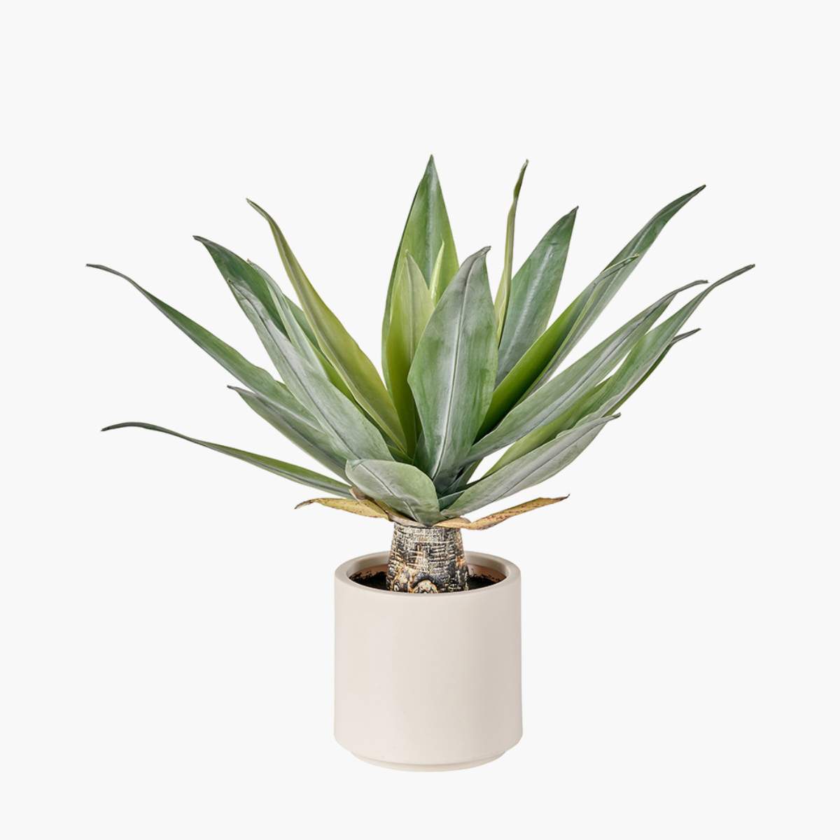 Beau&Co Agave Plant in Pot