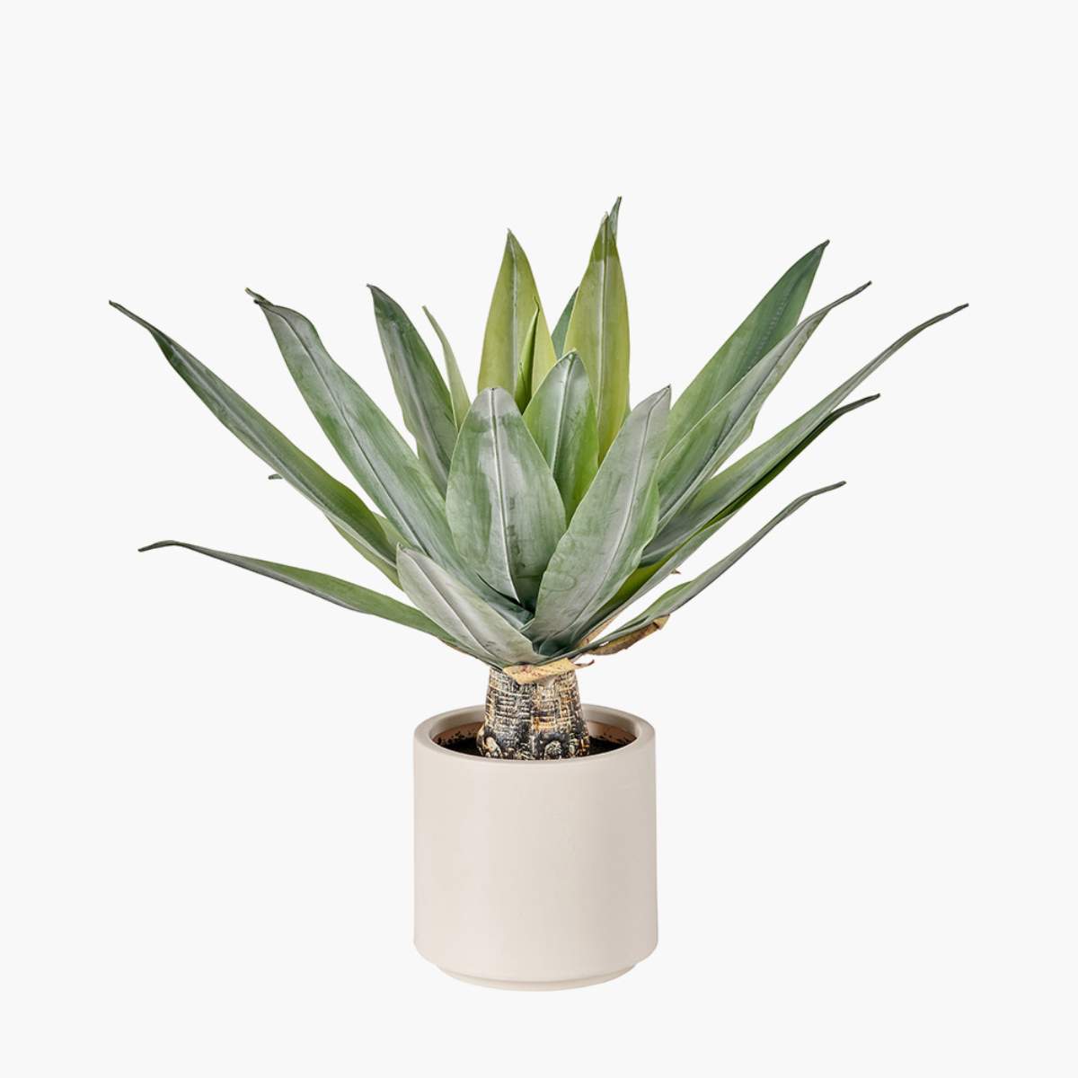 Beau&Co Agave Plant in Pot