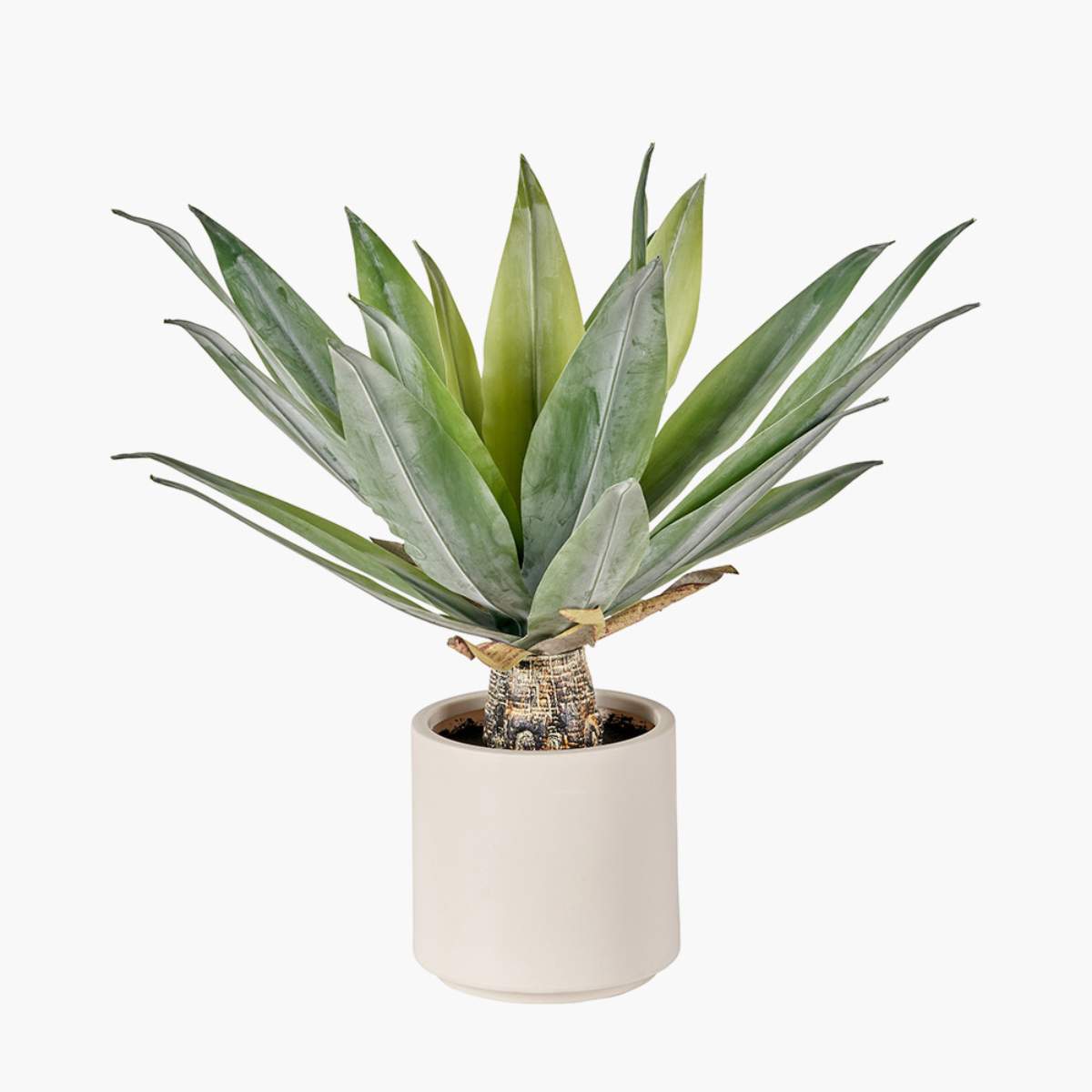 Beau&Co Agave Plant in Pot