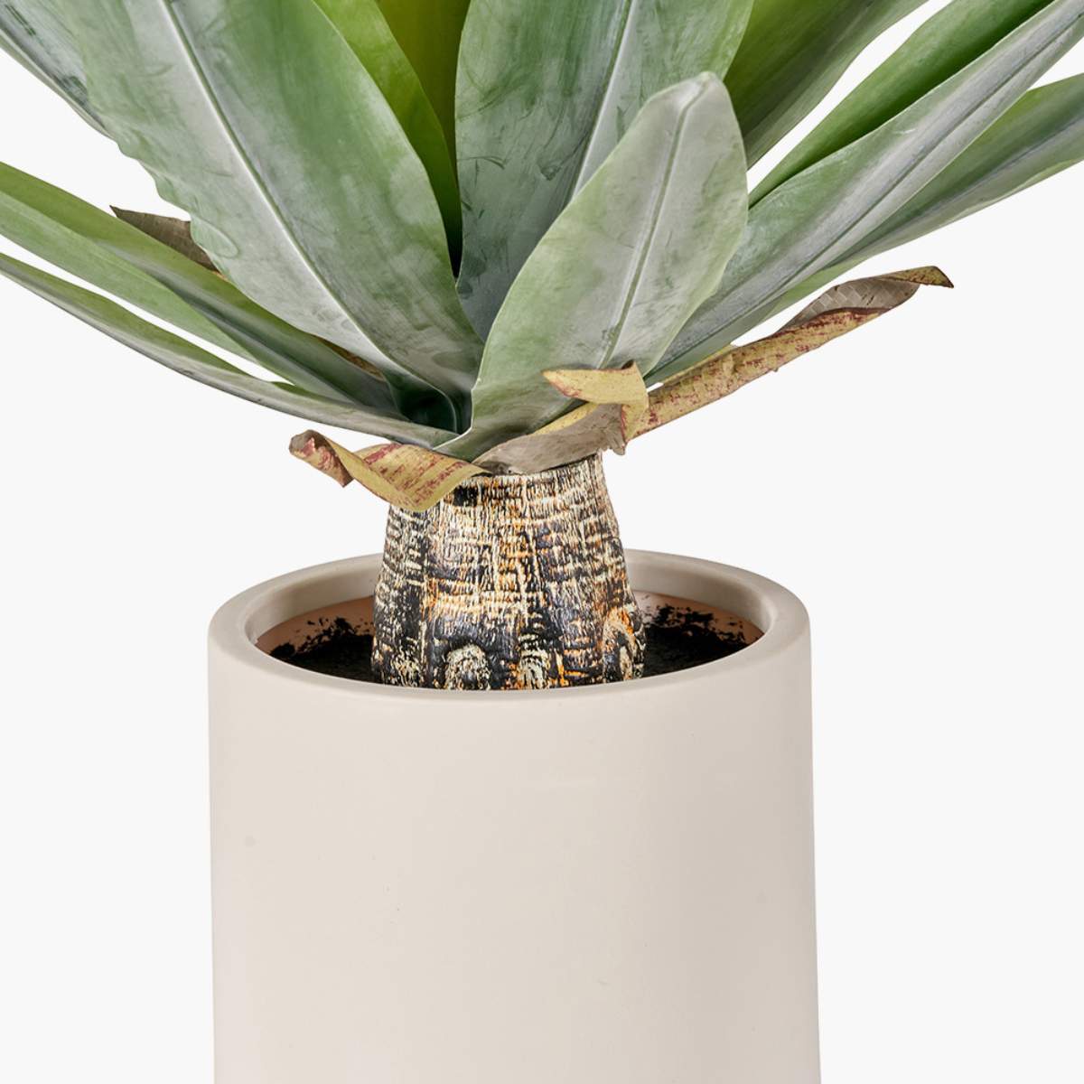 Beau&Co Agave Plant in Pot