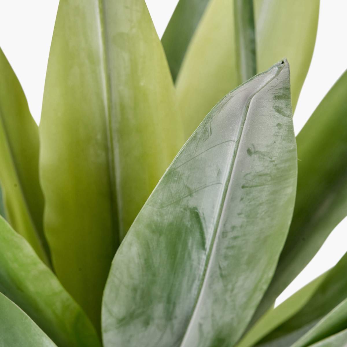 Beau&Co Agave Plant in Pot