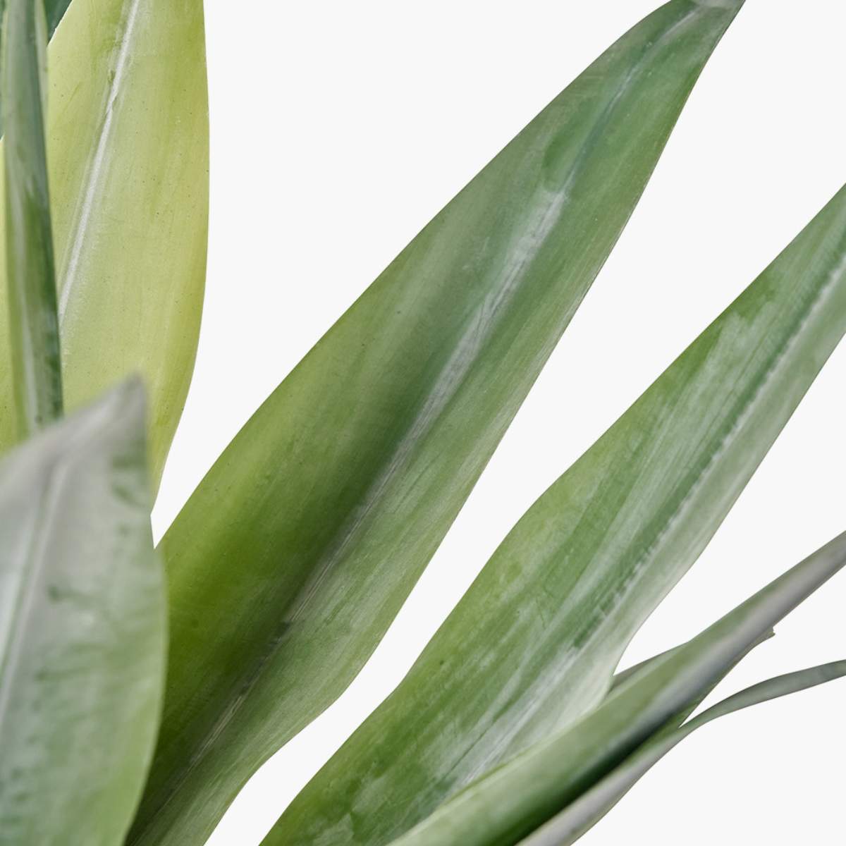 Beau&Co Agave Plant in Pot