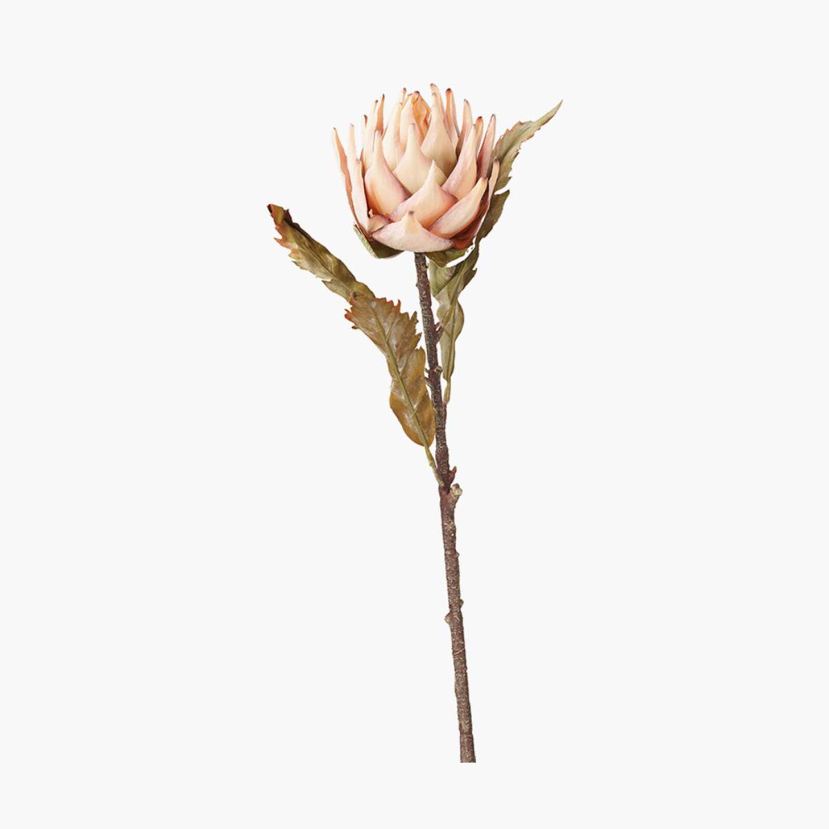 Pacific Lifestyle Apricot Lotus Pack of 6