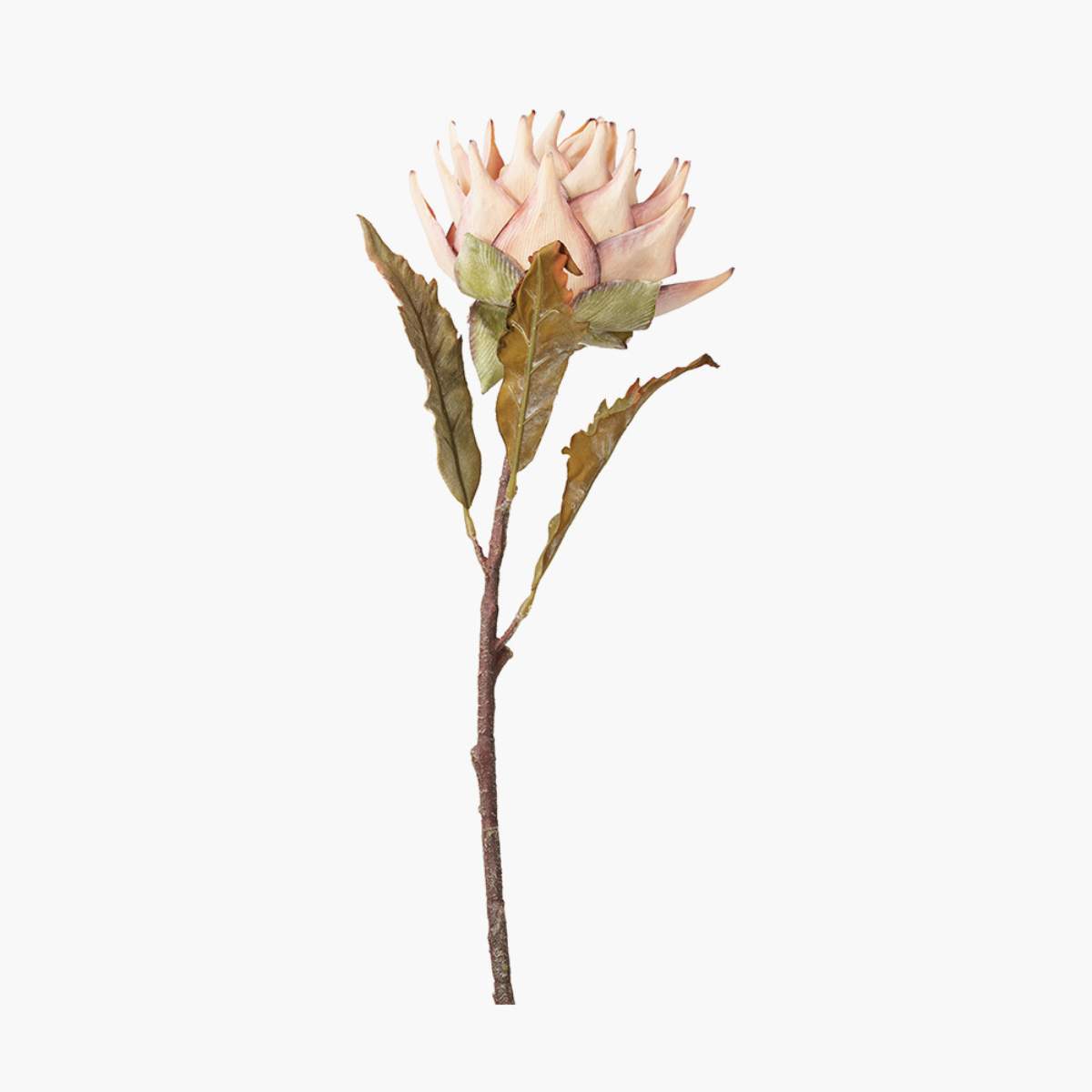 Pacific Lifestyle Apricot Lotus Pack of 6