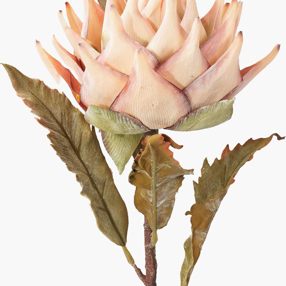 Pacific Lifestyle Apricot Lotus Pack of 6