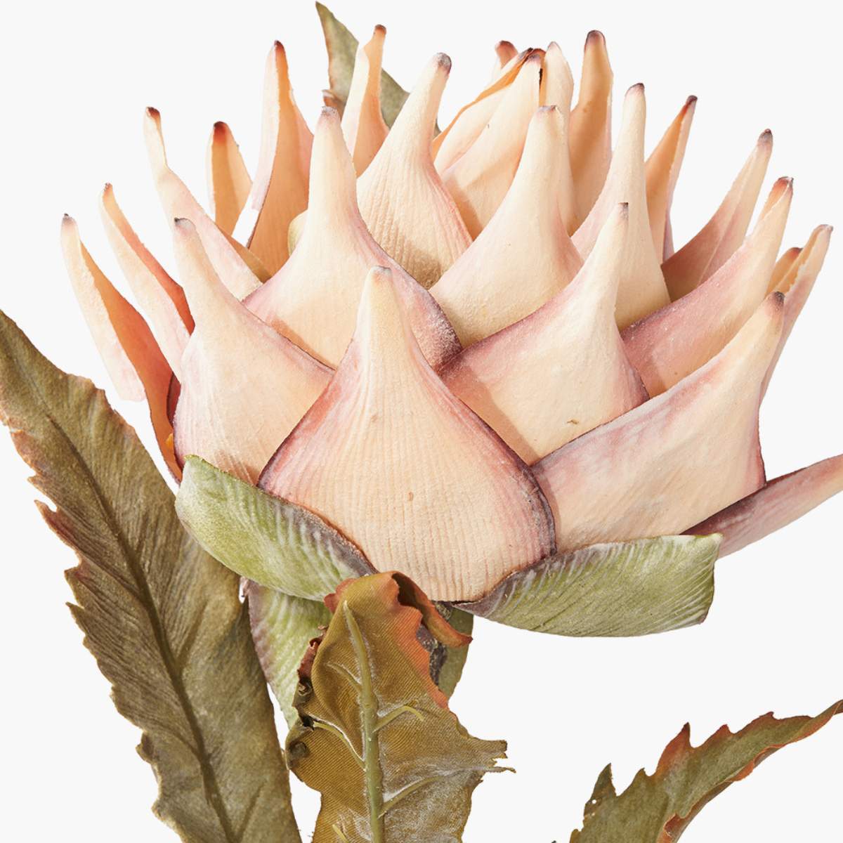 Pacific Lifestyle Apricot Lotus Pack of 6