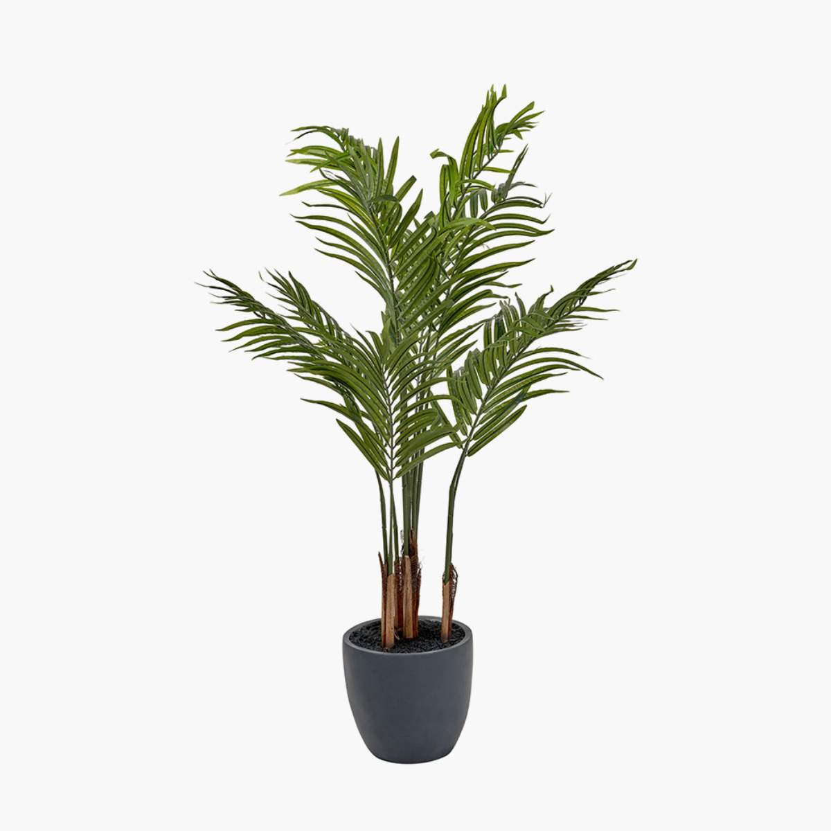 Beau&Co Areca Palm Plant in Pot