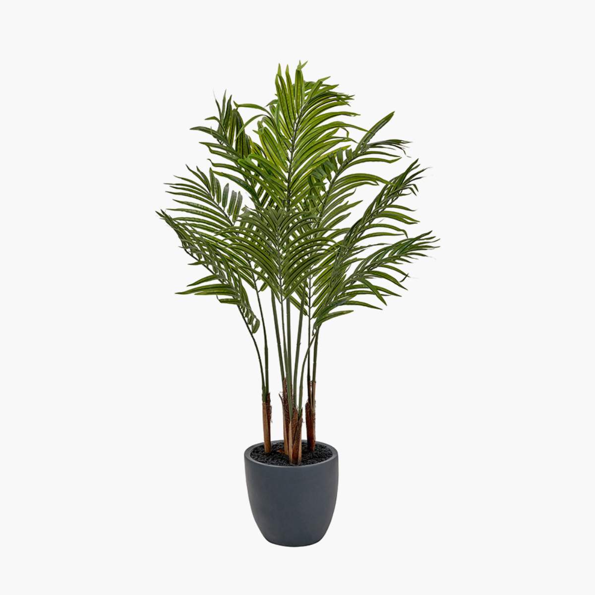 Beau&Co Areca Palm Plant in Pot