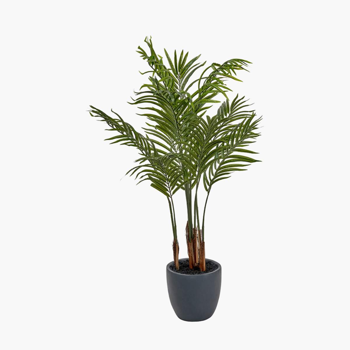 Beau&Co Areca Palm Plant in Pot
