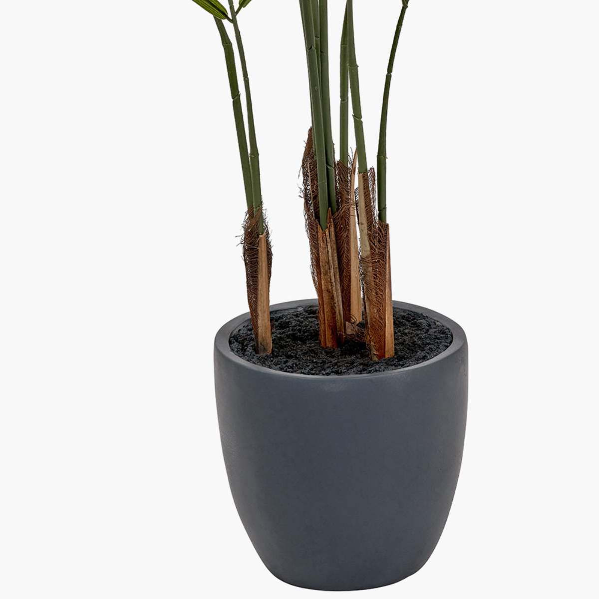 Beau&Co Areca Palm Plant in Pot