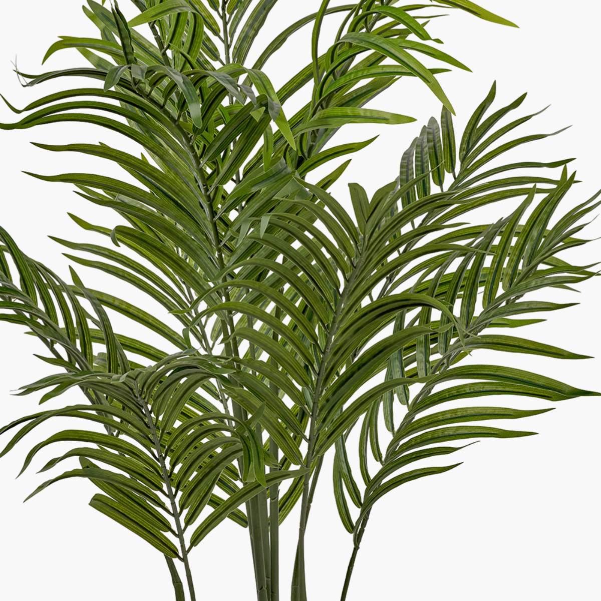 Beau&Co Areca Palm Plant in Pot