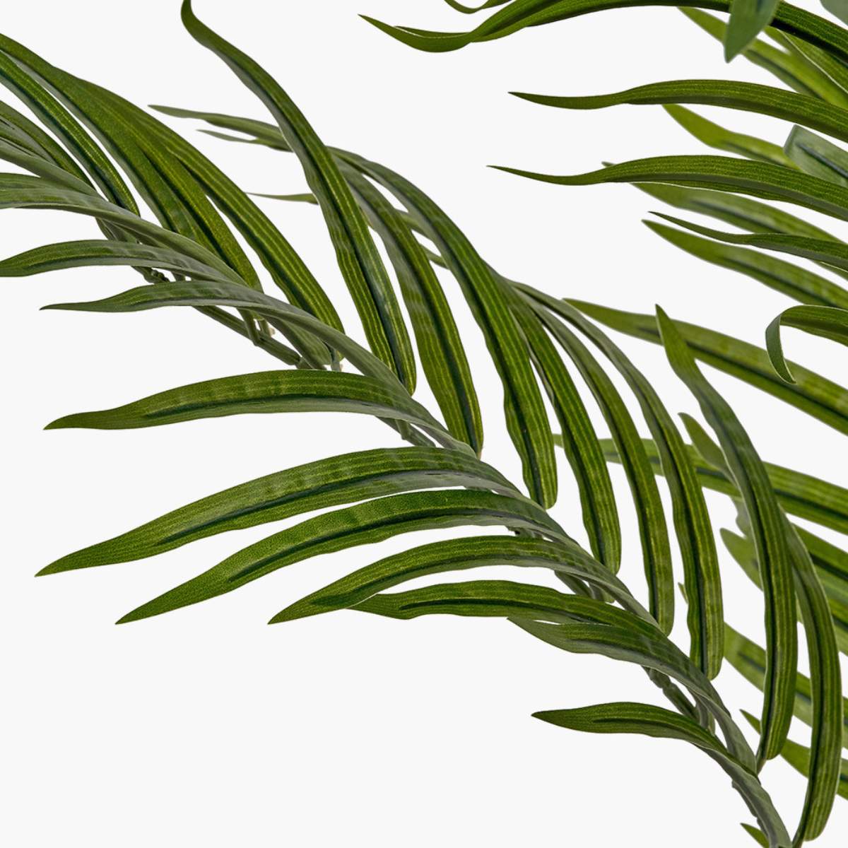 Beau&Co Areca Palm Plant in Pot