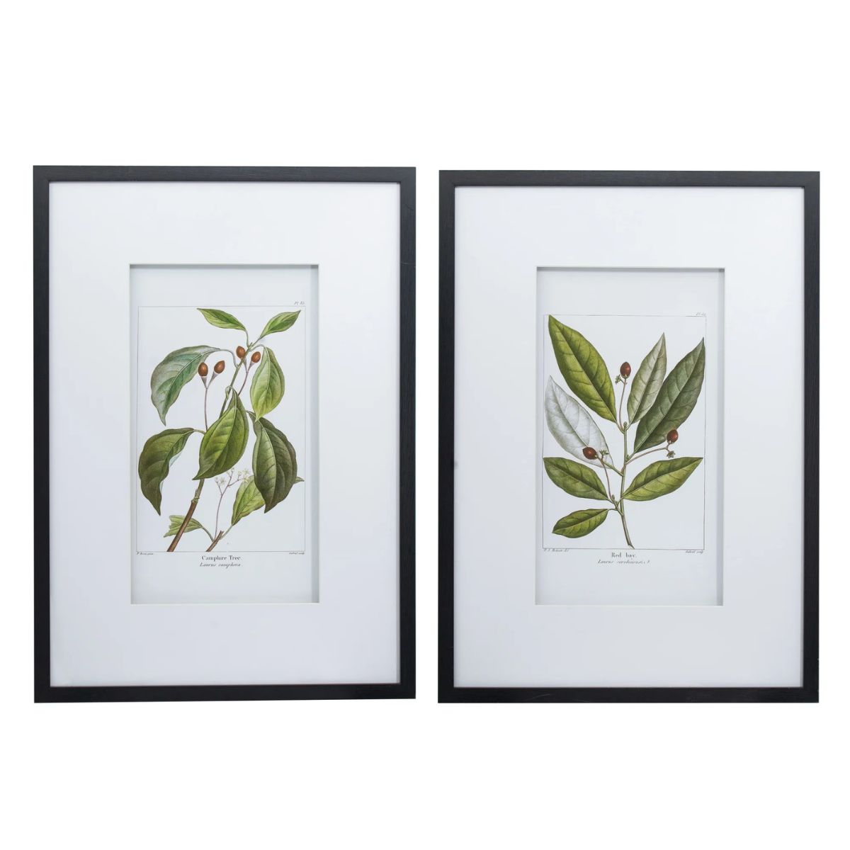 Mindy Brownes Botanical Wall Art Set Of 2 (2)