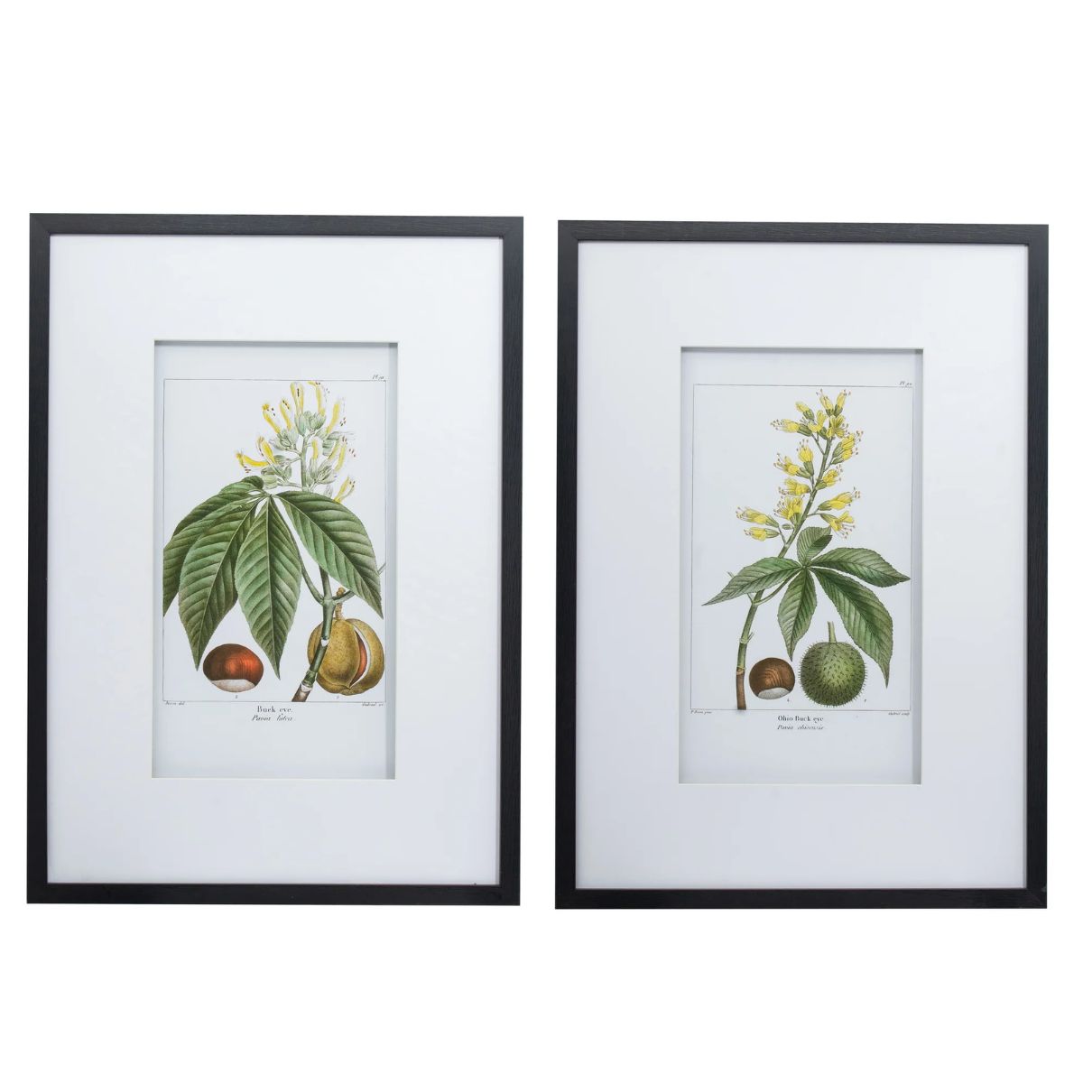 Mindy Brownes Botanical Wall Art Set Of 2