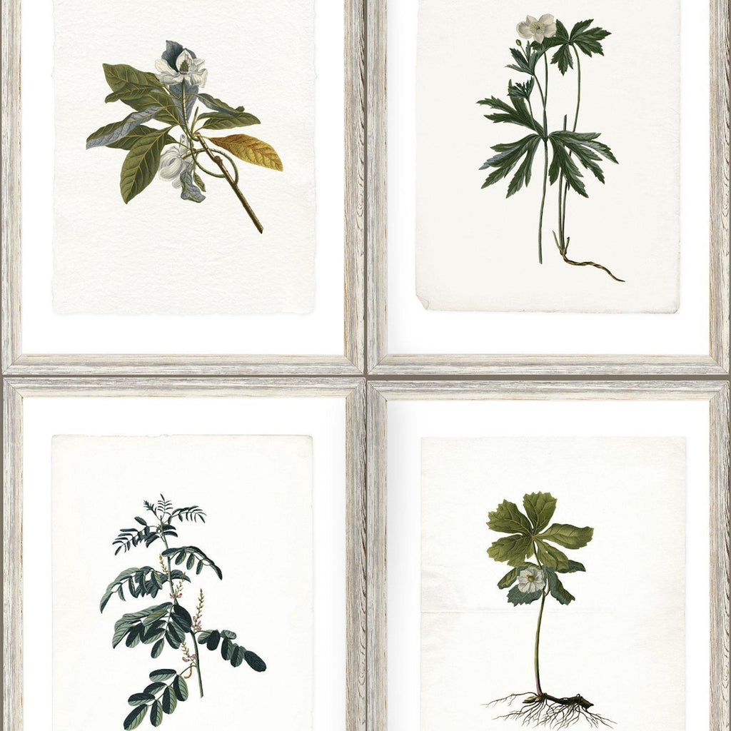 Botany Wallpaper-Beaumonde