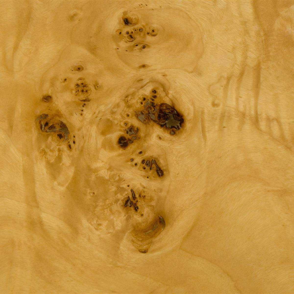 Dutch Bone Coffee Table Quinn Natural