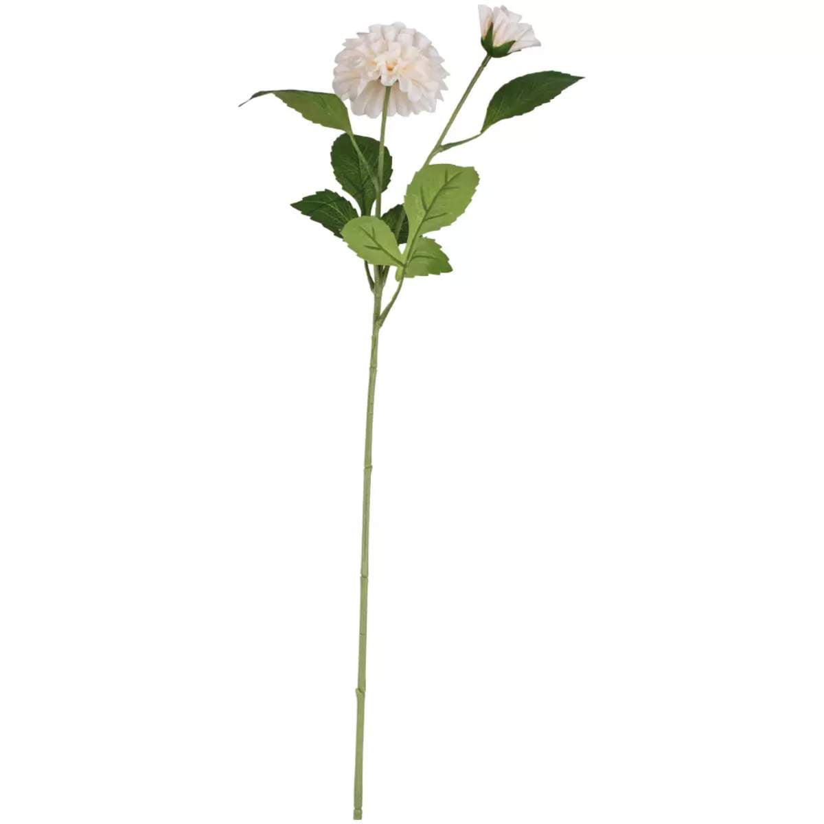 Grand Illusions Dahlia Ivory