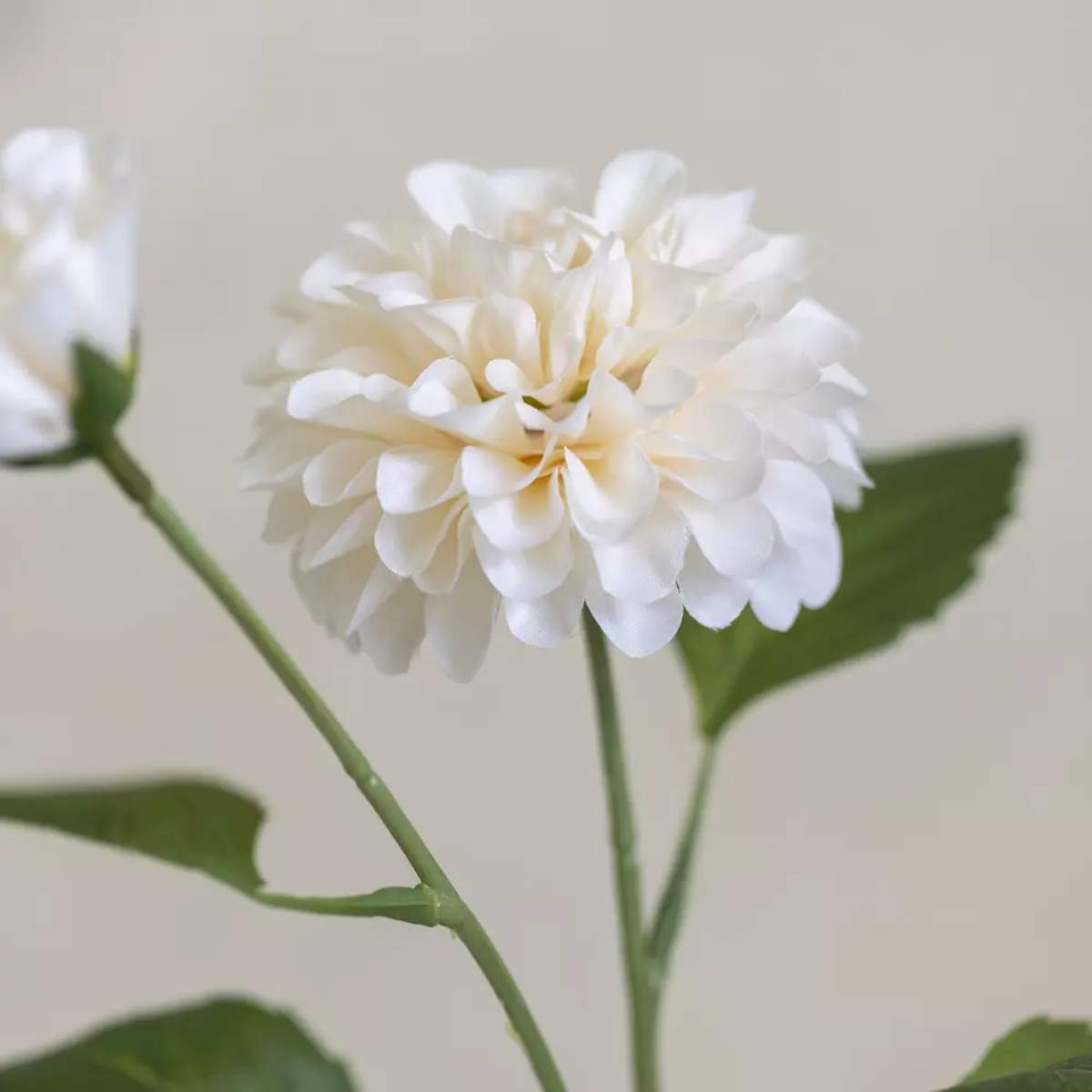 Grand Illusions Dahlia Ivory