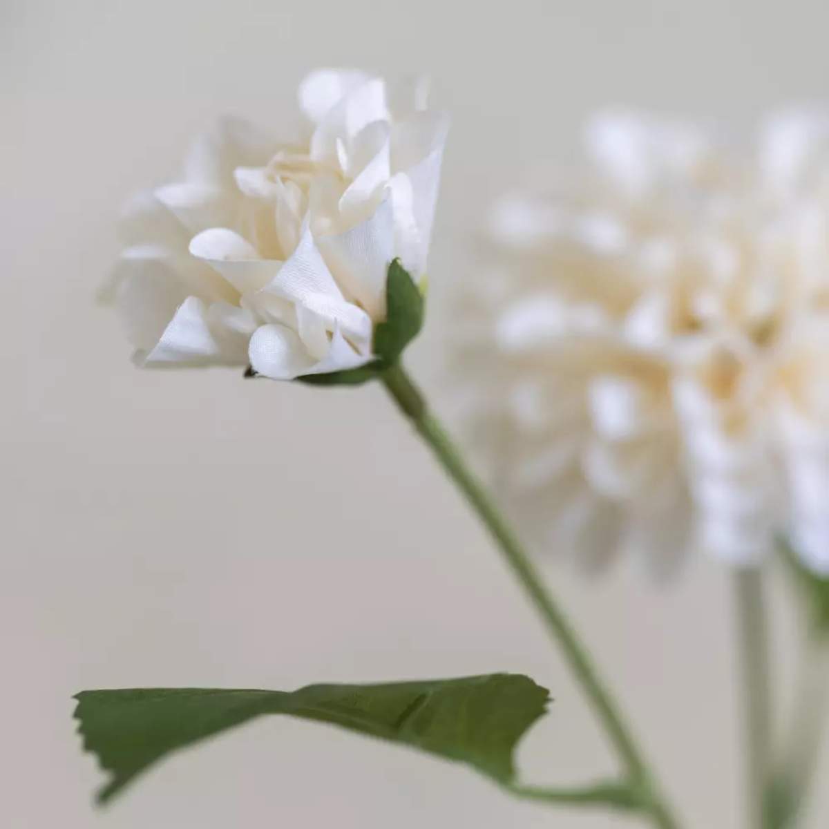 Grand Illusions Dahlia Ivory