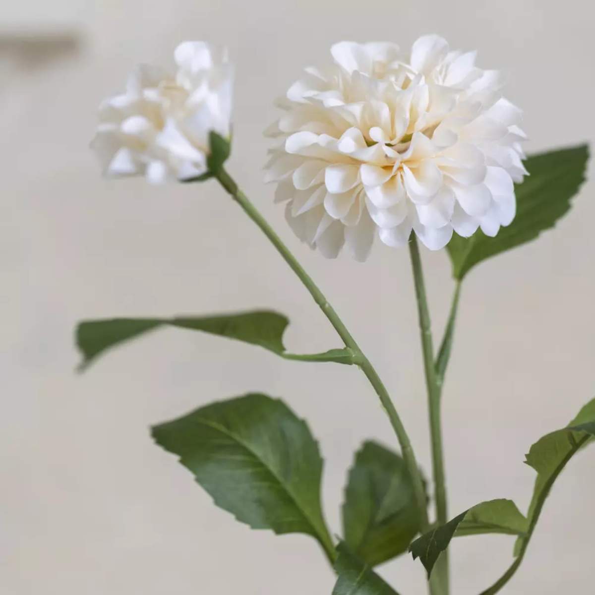 Grand Illusions Dahlia Ivory