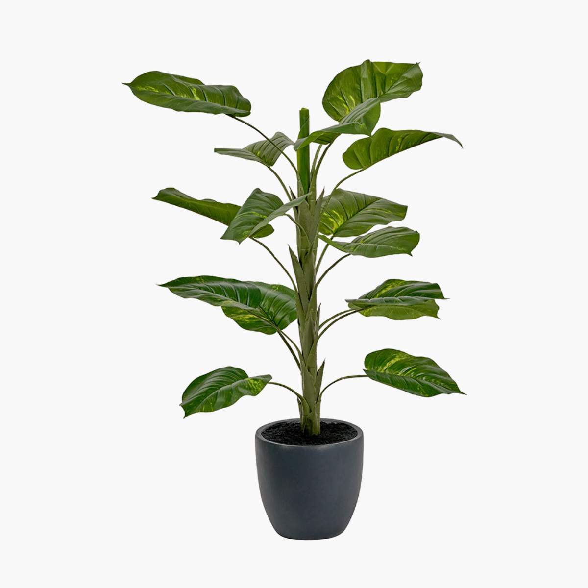 Beau&Co Elephant Ear Plant in Pot