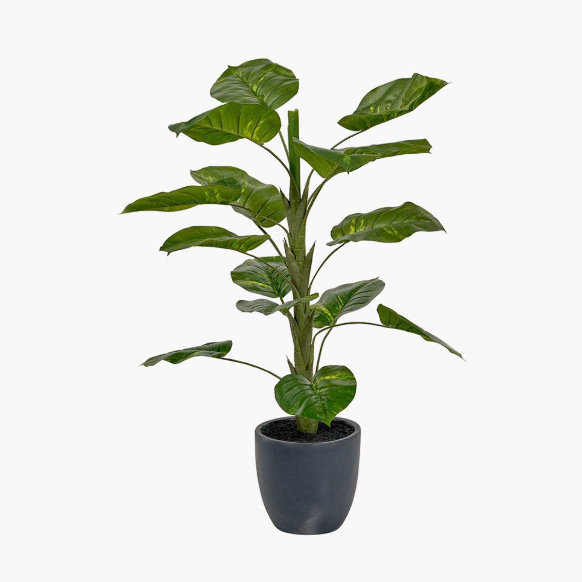 Beau&Co Elephant Ear Plant in Pot