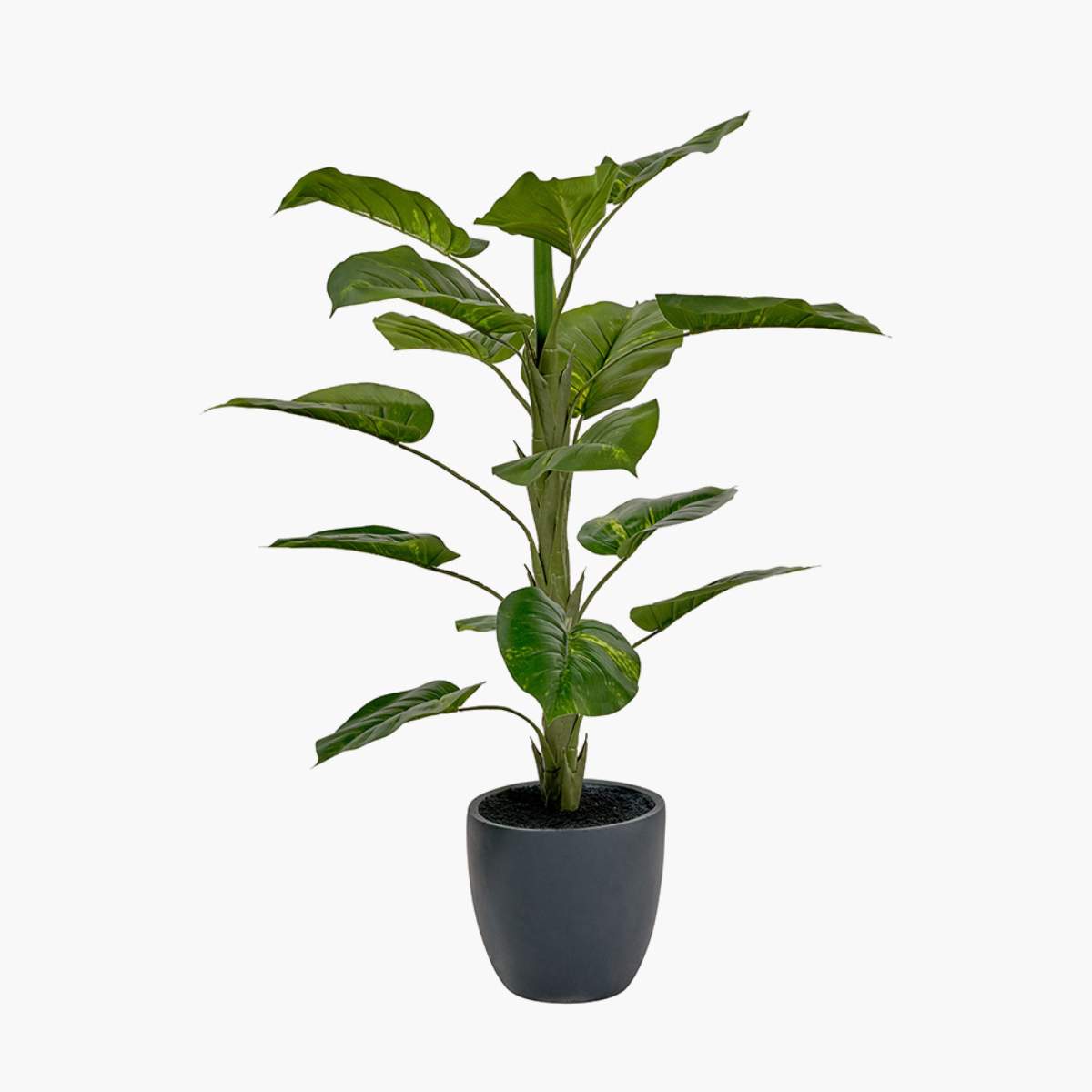 Beau&Co Elephant Ear Plant in Pot
