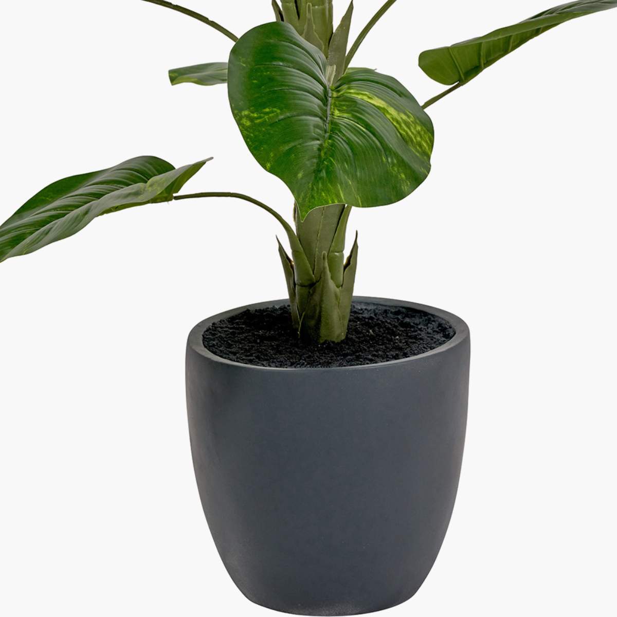 Beau&Co Elephant Ear Plant in Pot