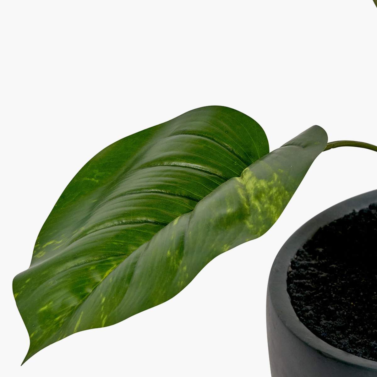 Beau&Co Elephant Ear Plant in Pot