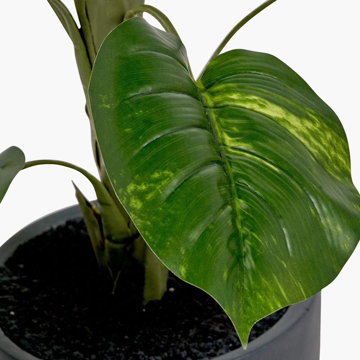 Beau&Co Elephant Ear Plant in Pot