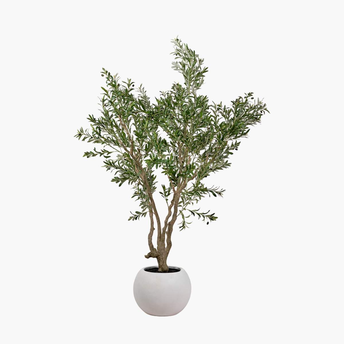 Pacific Lifestyle Extra Large Olive Tree in Pot