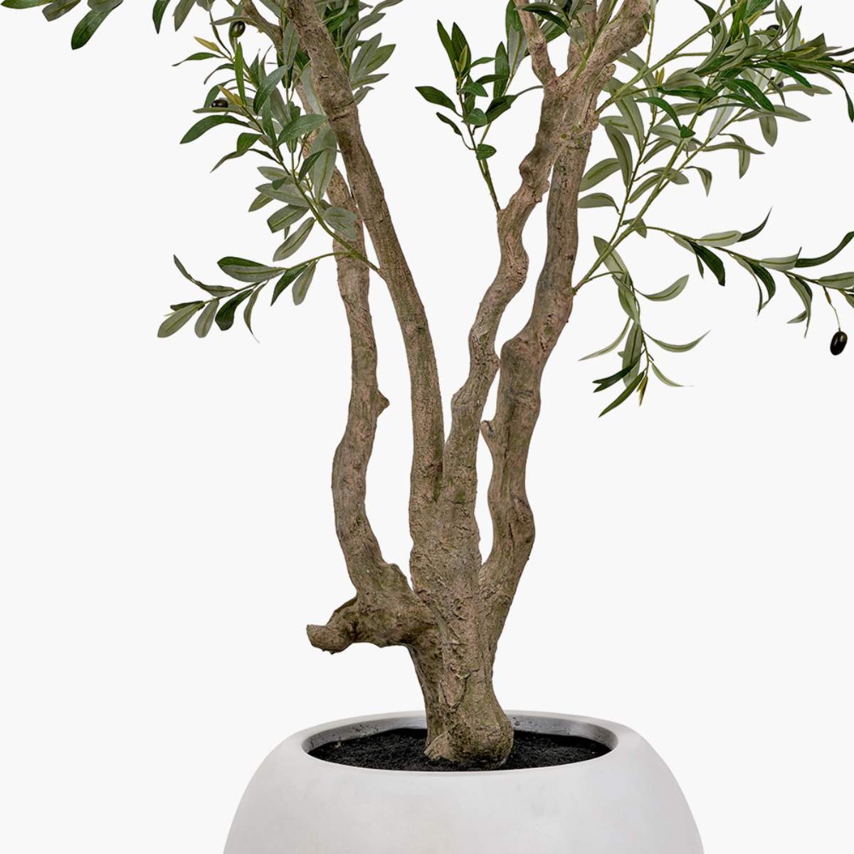 Pacific Lifestyle Extra Large Olive Tree in Pot
