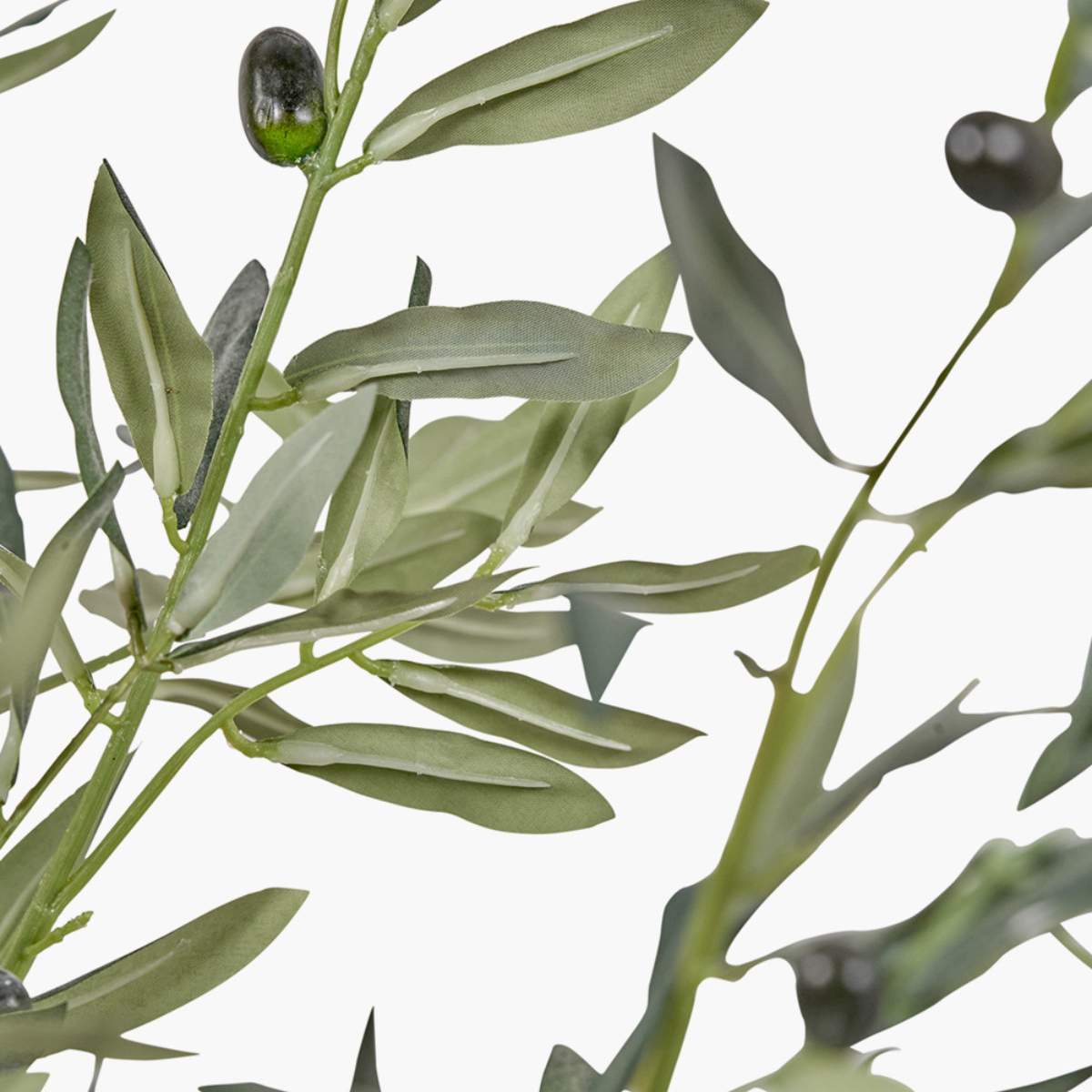 Pacific Lifestyle Extra Large Olive Tree in Pot