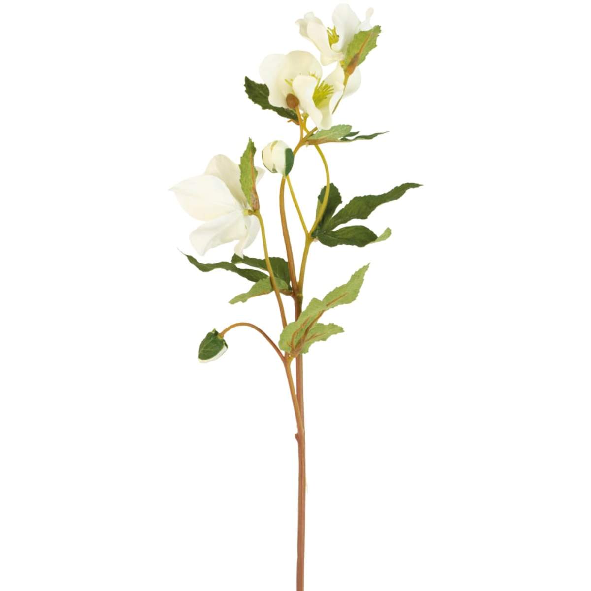 Grand Illusions Hellebore Off White