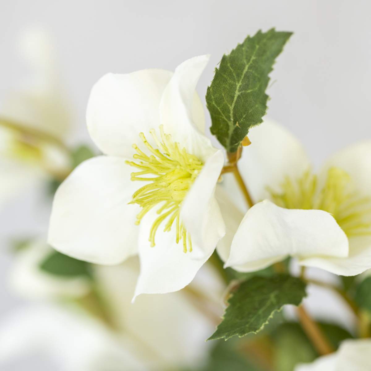 Grand Illusions Hellebore Off White