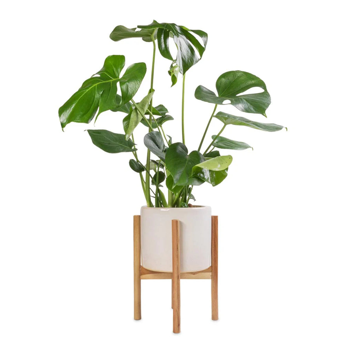 Ivyline Anzio Planter With Wooden Stand In Stone White 2