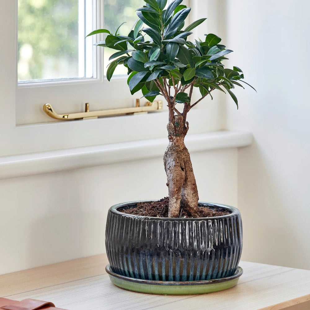 Ivyline Emerald Bonsai Planter Set