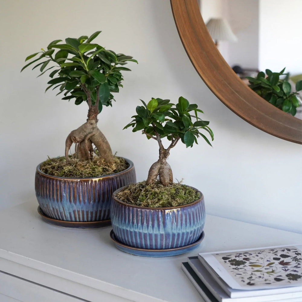 Ivyline Sapphire Bonsai Planter Set lifestyle