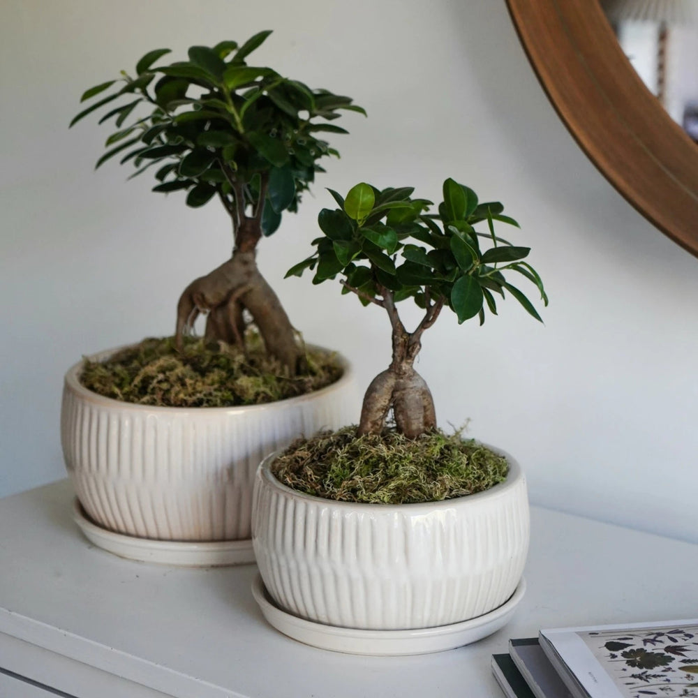 Ivyline White Bonsai Planter Set lifestyle