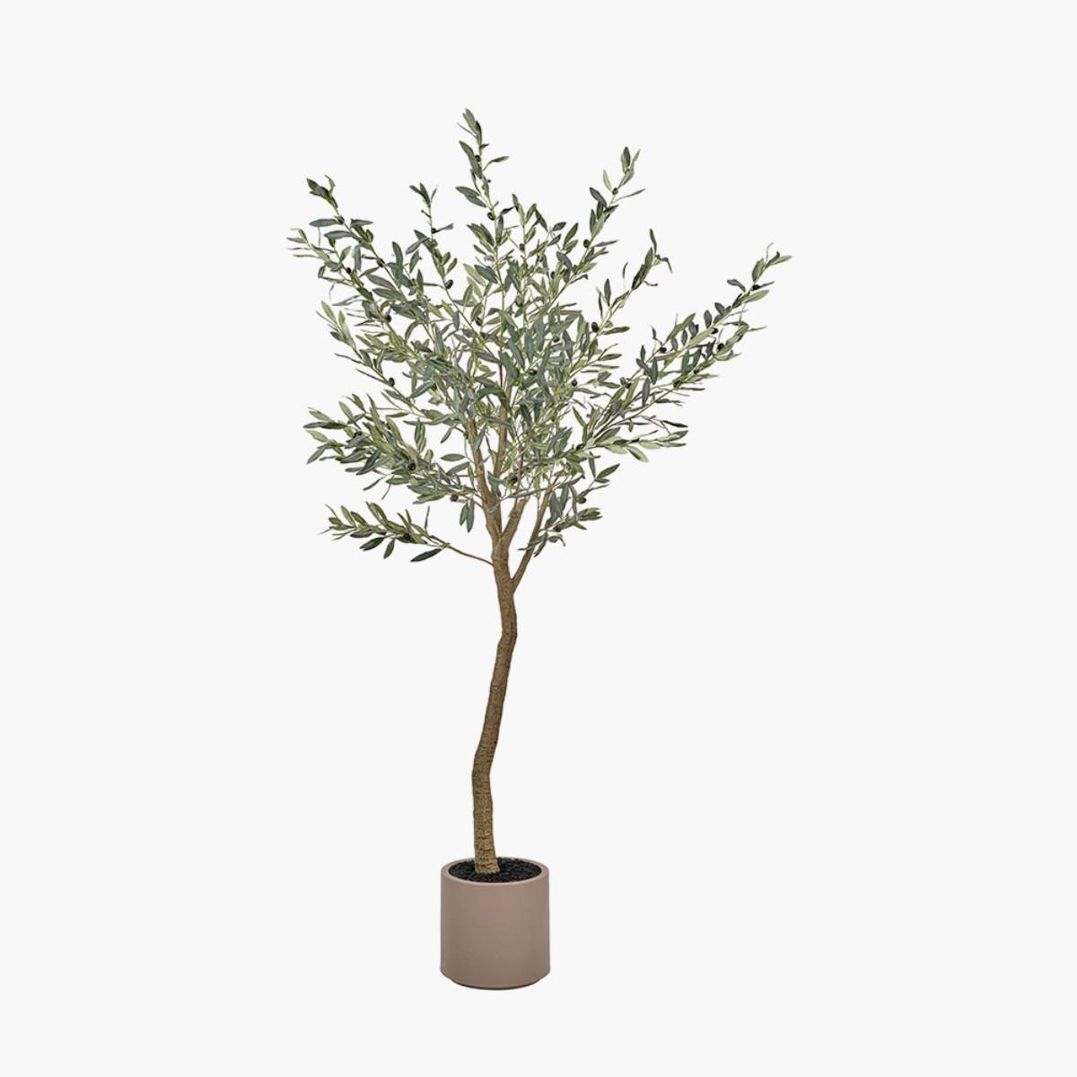 Pacific Lifestyle Large Olive Tree in Pot