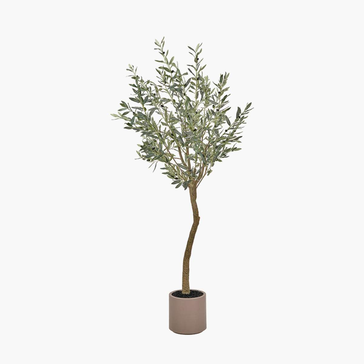 Pacific Lifestyle Large Olive Tree in Pot