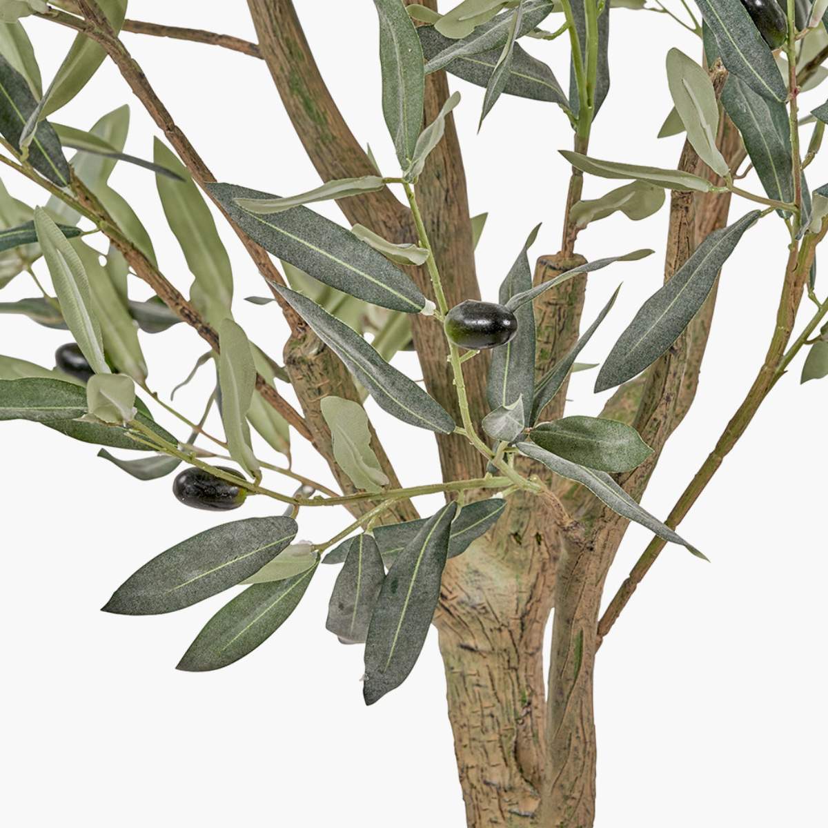 Pacific Lifestyle Large Olive Tree in Pot