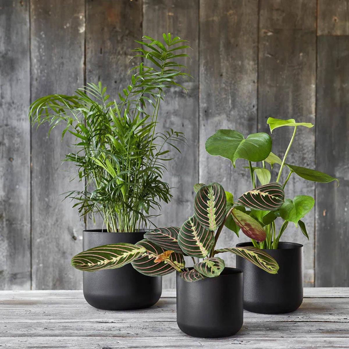Ivyline Lisbon Planter