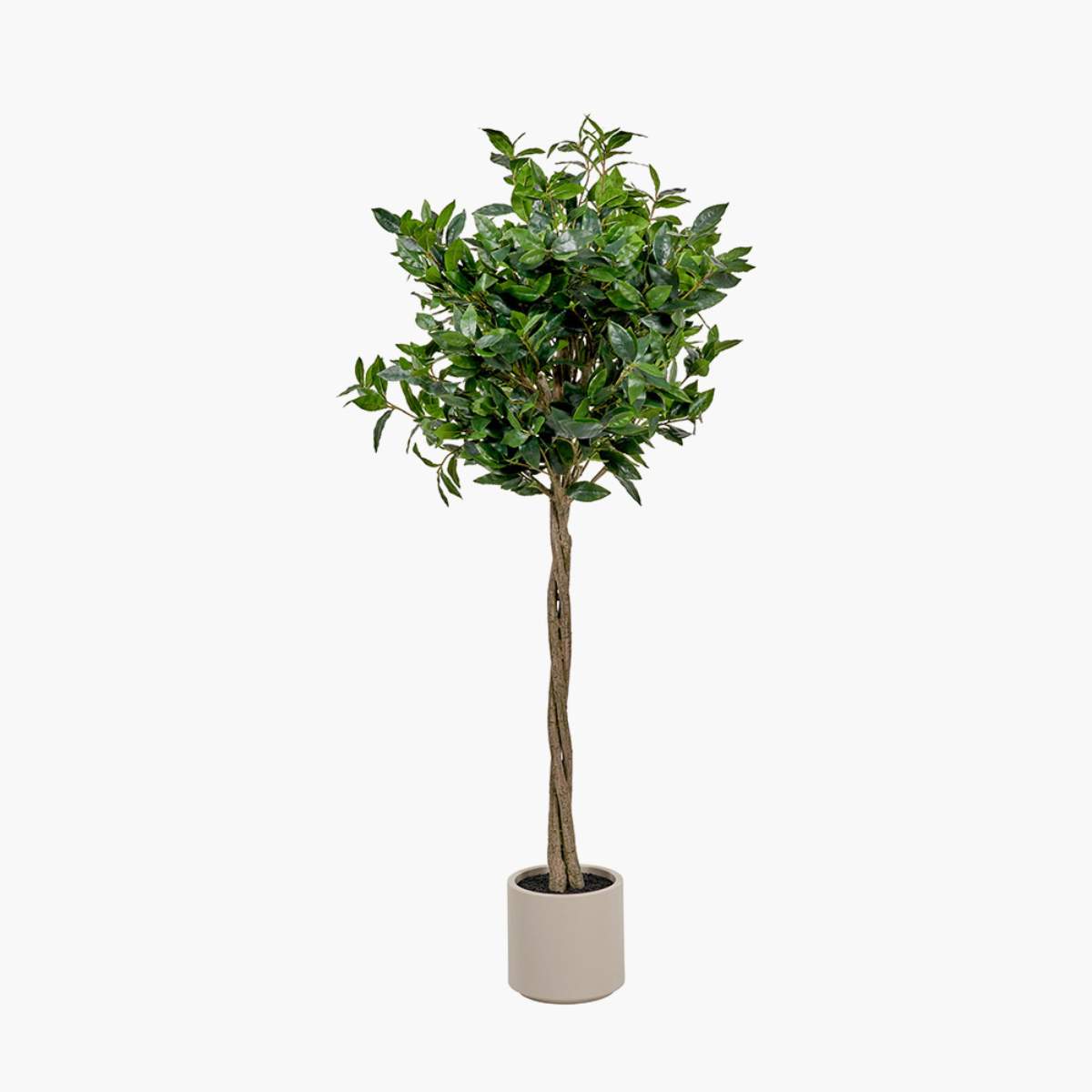Beau&Co Medium Bay Tree in Pot