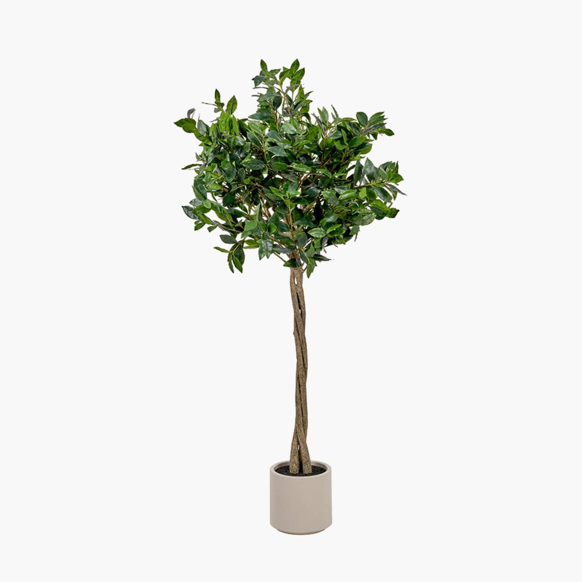 Beau&Co Medium Bay Tree in Pot