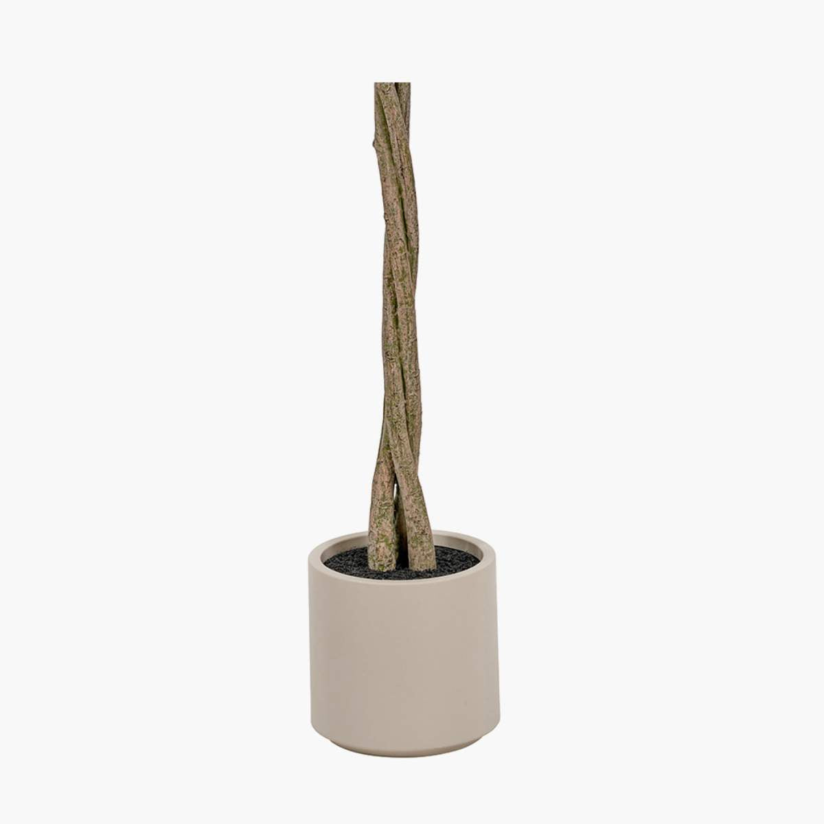 Beau&Co Medium Bay Tree in Pot