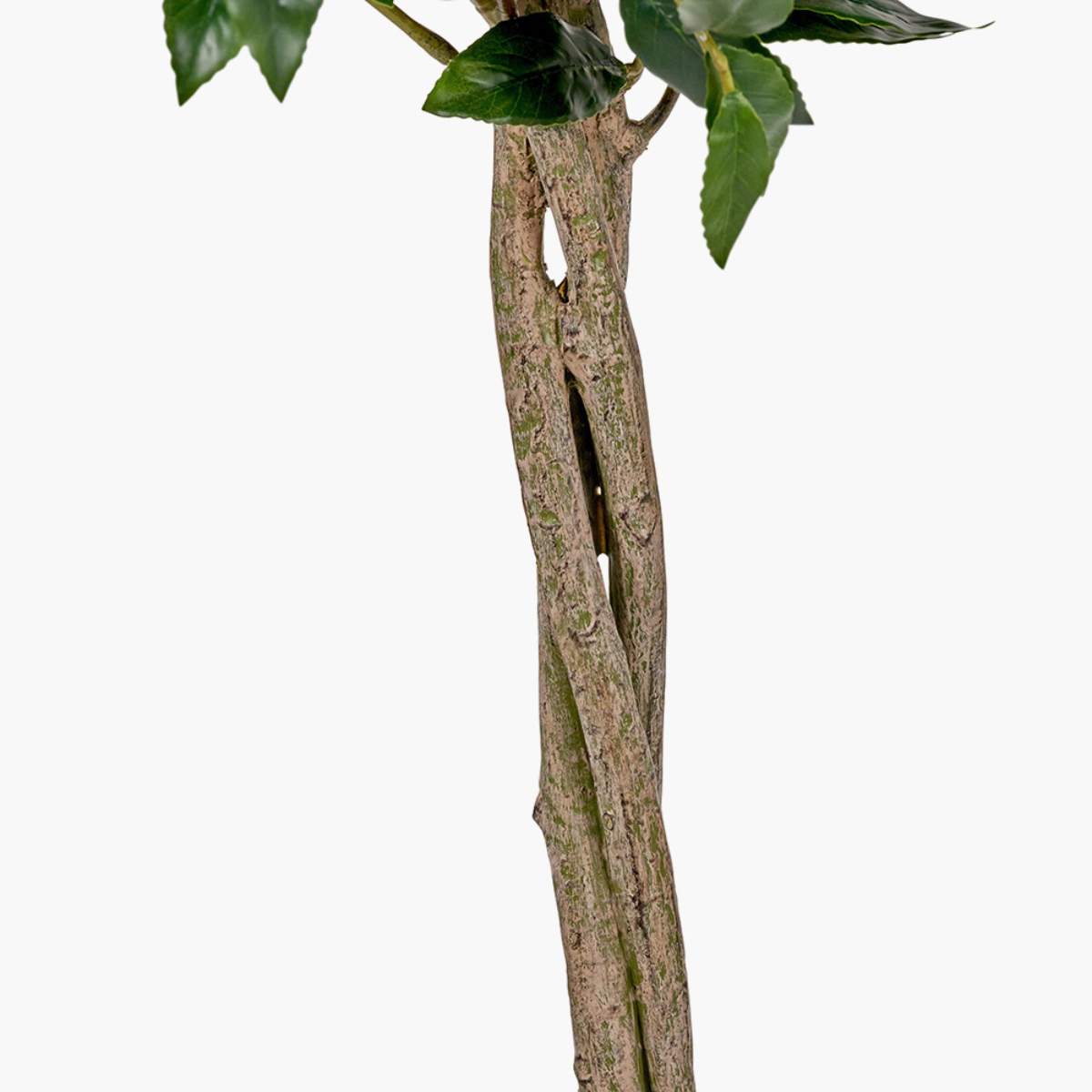 Beau&Co Medium Bay Tree in Pot