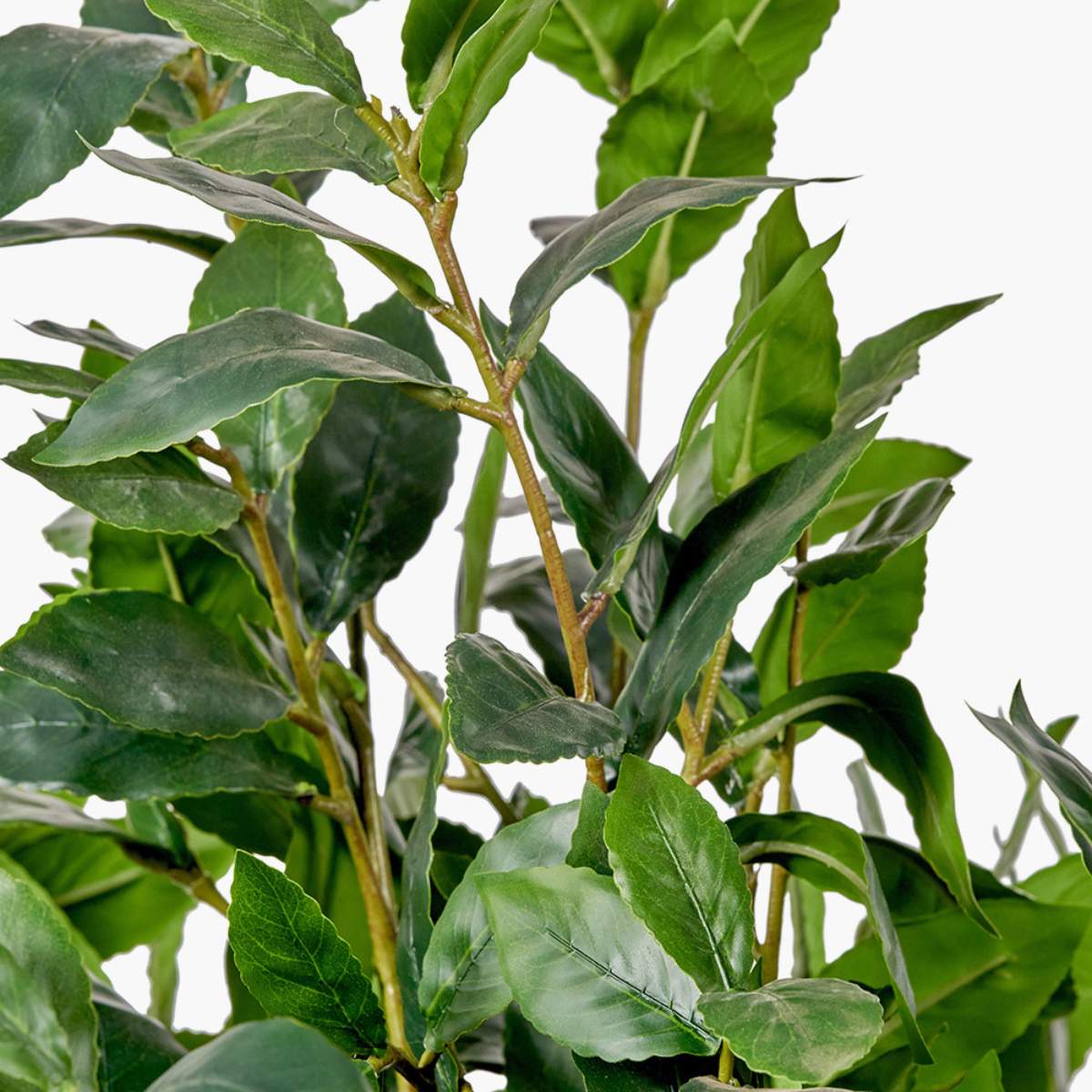 Beau&Co Medium Bay Tree in Pot