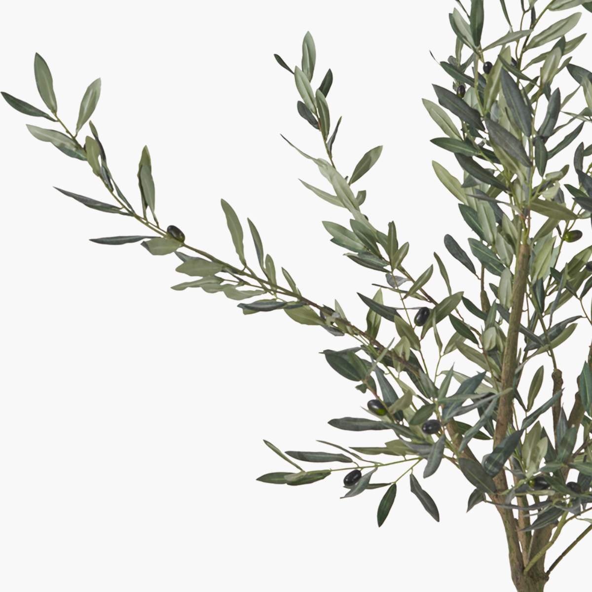Beau&Co Medium Olive Tree in Pot