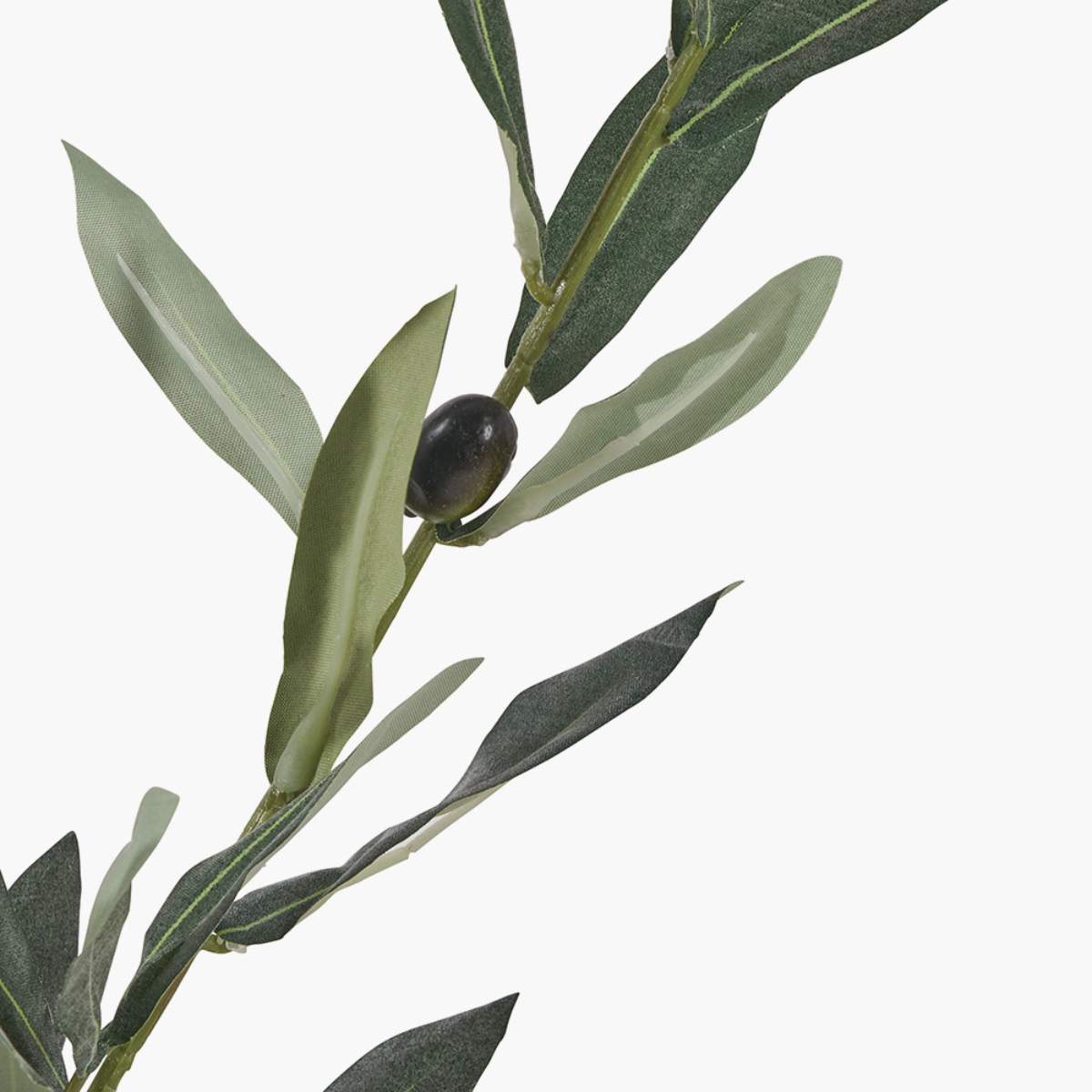 Beau&Co Medium Olive Tree in Pot